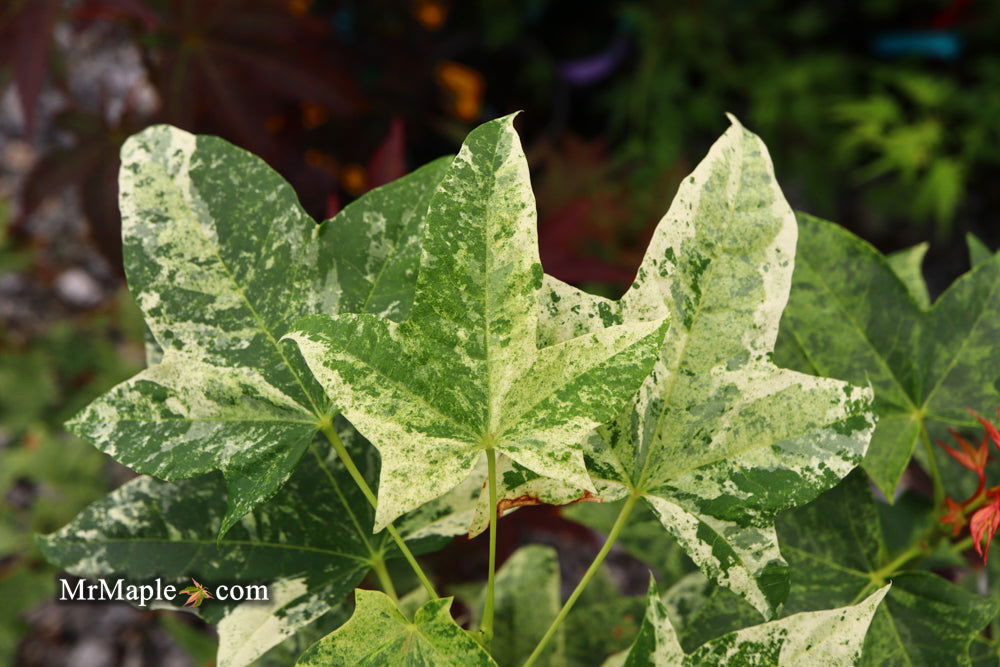 Buy Acer pictum 'Kamisaka nishiki' Batwing Maple — Mr Maple │ Buy