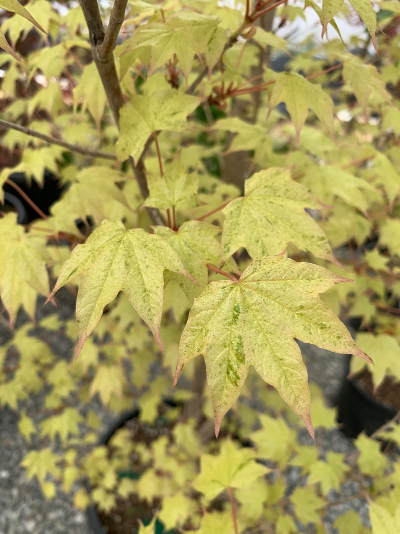 - Acer pictum 'Naguri nishiki' Batwing Maple - Mr Maple │ Buy Japanese Maple Trees