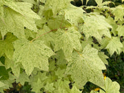 - Acer pictum 'Naguri nishiki' Batwing Maple - Mr Maple │ Buy Japanese Maple Trees