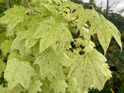 - Acer pictum 'Naguri nishiki' Batwing Maple - Mr Maple │ Buy Japanese Maple Trees