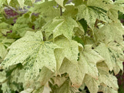 - Acer pictum 'Naguri nishiki' Batwing Maple - Mr Maple │ Buy Japanese Maple Trees