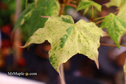 - Acer pictum 'Naguri nishiki' Batwing Maple - Mr Maple │ Buy Japanese Maple Trees