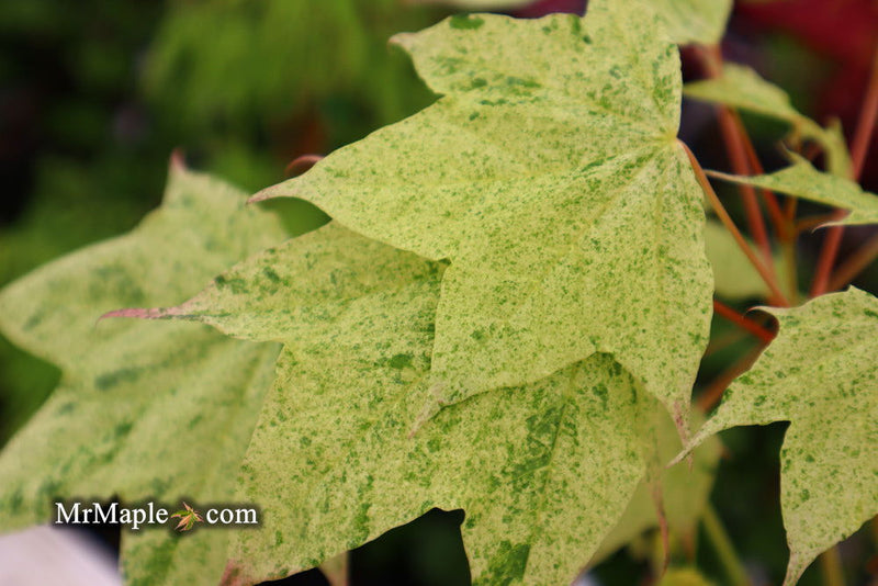 - Acer pictum 'Naguri nishiki' Batwing Maple - Mr Maple │ Buy Japanese Maple Trees