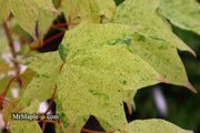 - Acer pictum 'Naguri nishiki' Batwing Maple - Mr Maple │ Buy Japanese Maple Trees