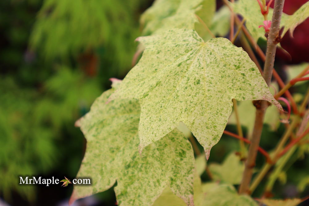 Buy Acer pictum 'Naguri nishiki' Batwing Maple — Mr Maple │ Buy