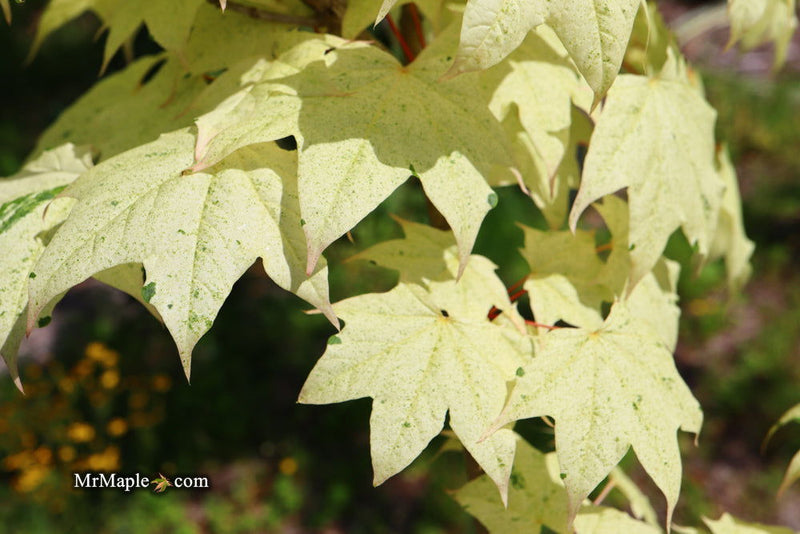 - Acer pictum 'Naguri nishiki' Batwing Maple - Mr Maple │ Buy Japanese Maple Trees