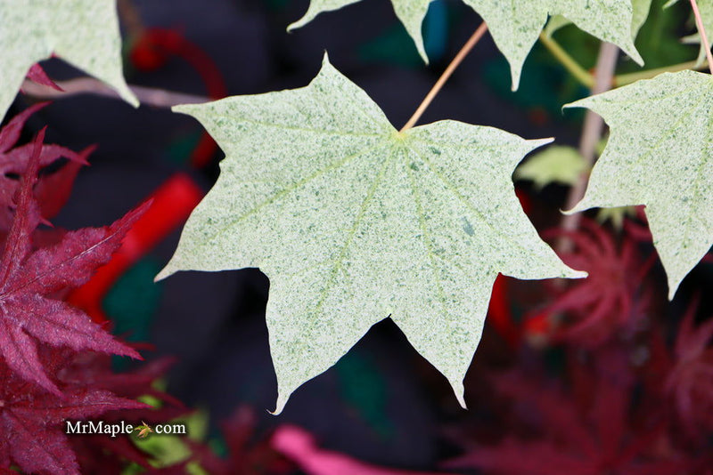 - Acer pictum 'Naguri nishiki' Batwing Maple - Mr Maple │ Buy Japanese Maple Trees