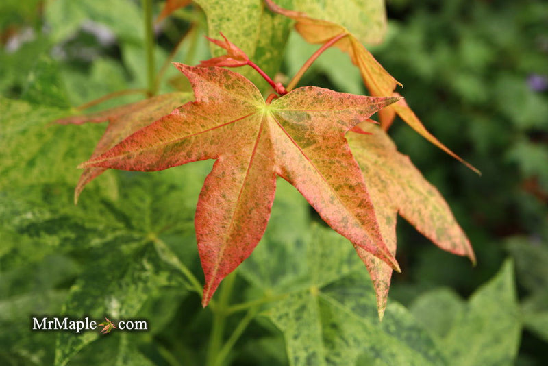 - Acer pictum 'Naguri nishiki' Batwing Maple - Mr Maple │ Buy Japanese Maple Trees