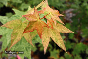 - Acer pictum 'Naguri nishiki' Batwing Maple - Mr Maple │ Buy Japanese Maple Trees