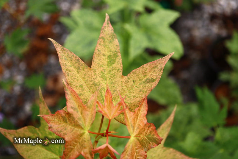 - Acer pictum 'Naguri nishiki' Batwing Maple - Mr Maple │ Buy Japanese Maple Trees