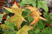 - Acer pictum 'Naguri nishiki' Batwing Maple - Mr Maple │ Buy Japanese Maple Trees