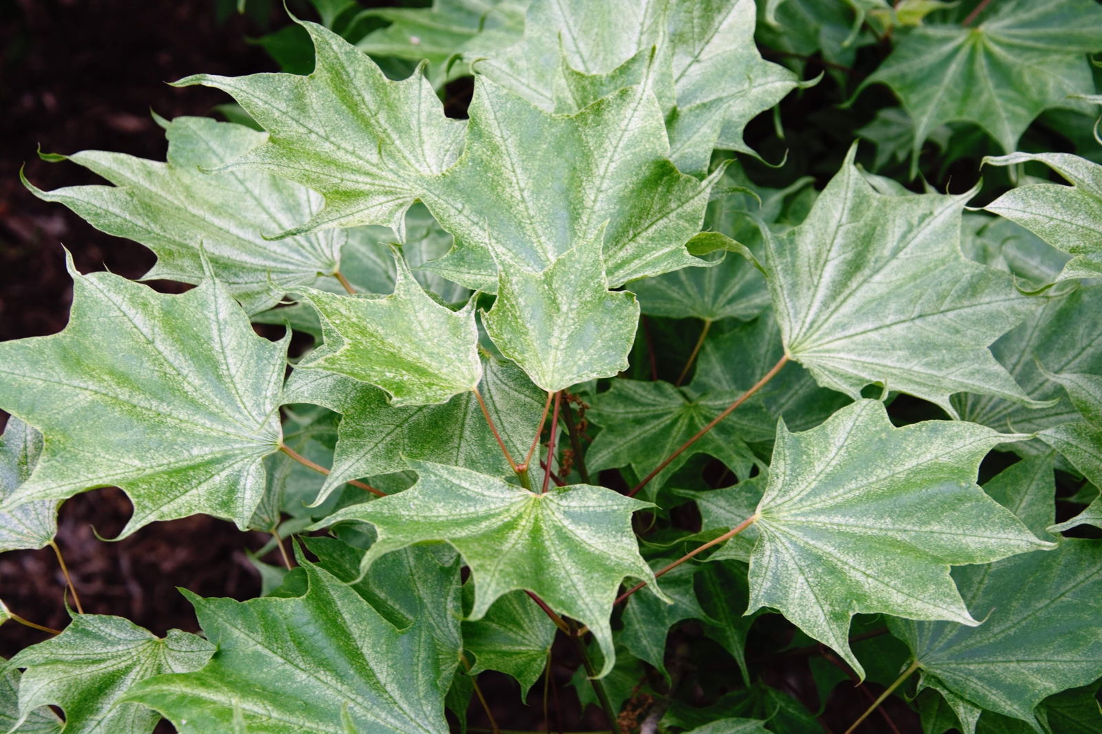 Buy Acer pictum 'Usugumo' Batwing Maple — Mr Maple │ Buy Japanese