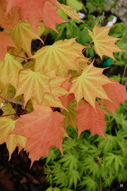 - Acer pictum 'Usugumo' Batwing Maple - Mr Maple │ Buy Japanese Maple Trees