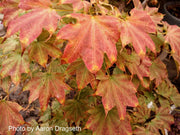 - Acer pictum 'Usugumo' Batwing Maple - Mr Maple │ Buy Japanese Maple Trees