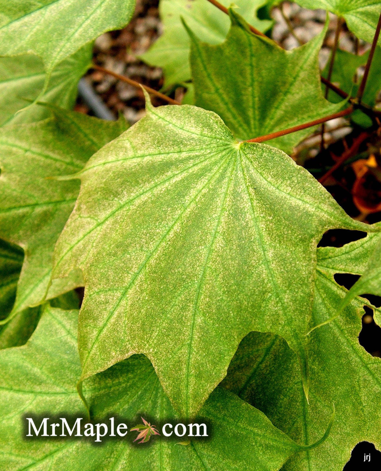 Buy Acer pictum 'Usugumo' Batwing Maple — Mr Maple │ Buy Japanese
