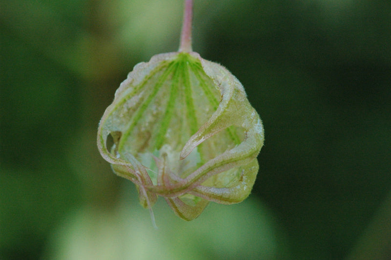 - Acer pictum 'Usugumo' Batwing Maple - Mr Maple │ Buy Japanese Maple Trees