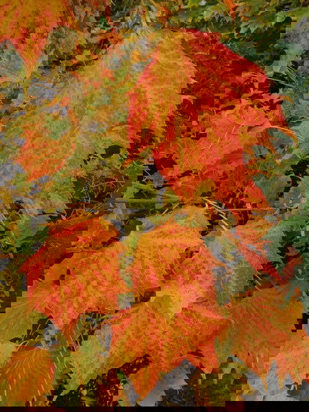 - Acer pictum 'Usugumo' Batwing Maple - Mr Maple │ Buy Japanese Maple Trees