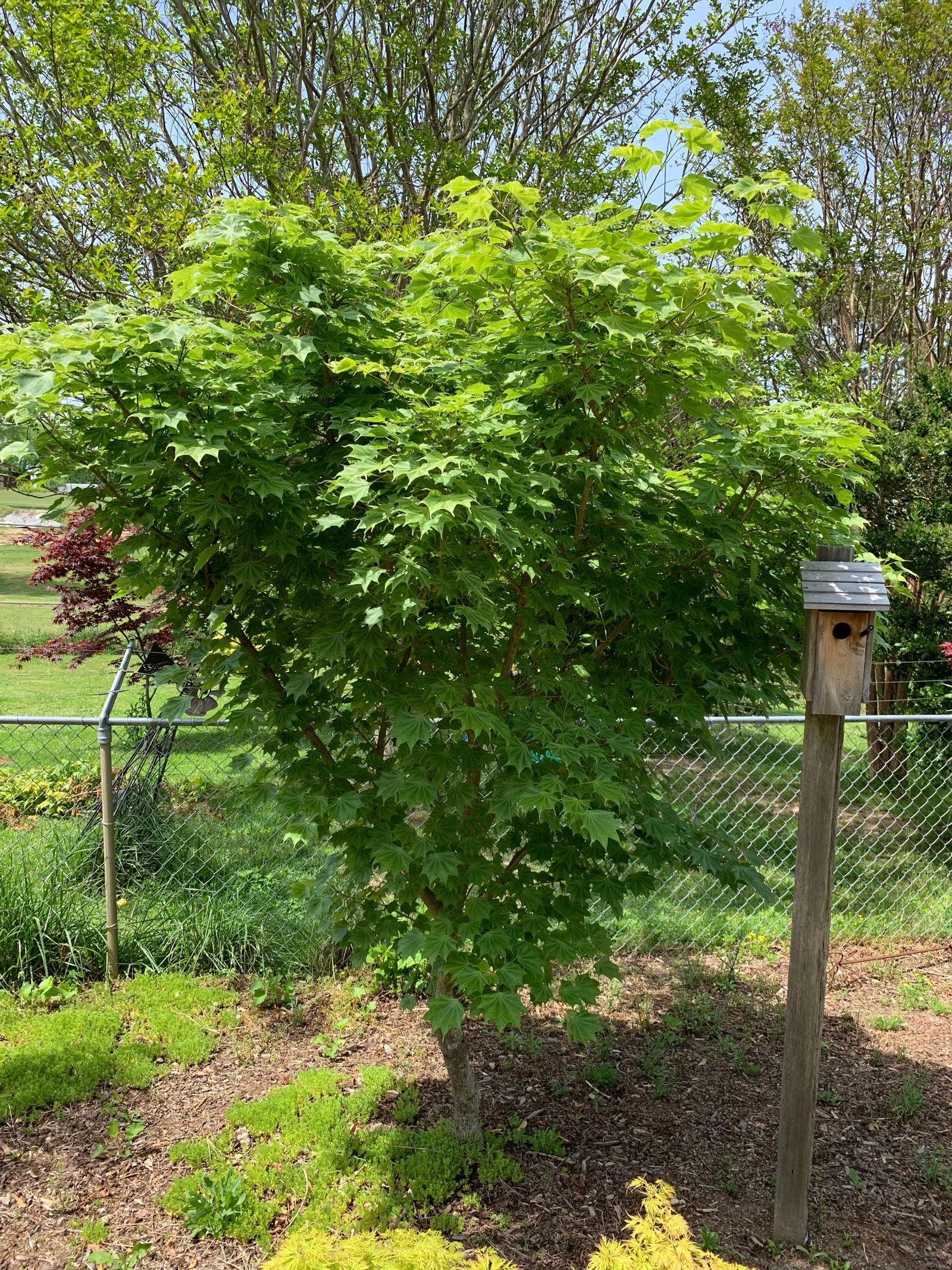 Buy Acer pictum 'Usugumo' Batwing Maple — Mr Maple │ Buy Japanese