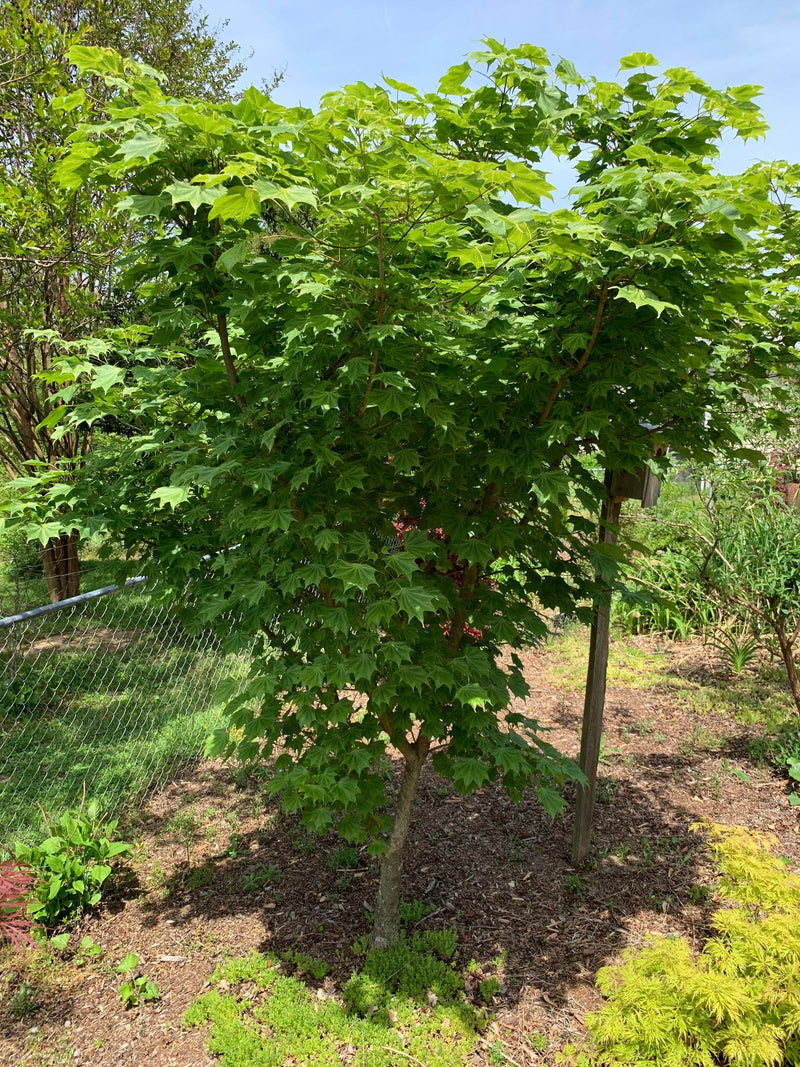 - Acer pictum 'Usugumo' Batwing Maple - Mr Maple │ Buy Japanese Maple Trees