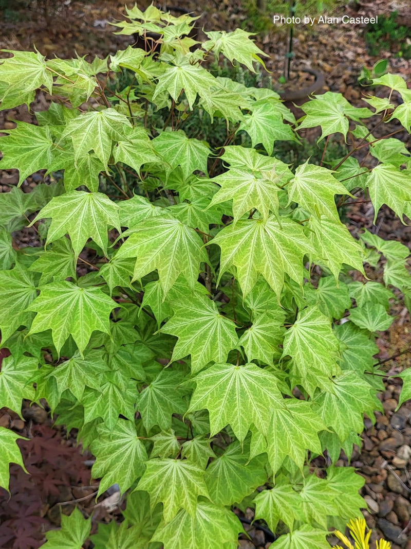 - Acer pictum 'Usugumo' Batwing Maple - Mr Maple │ Buy Japanese Maple Trees