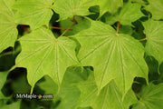 - Acer pictum 'Usugumo' Batwing Maple - Mr Maple │ Buy Japanese Maple Trees