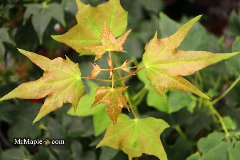 - Acer pictum 'Usugumo' Batwing Maple - Mr Maple │ Buy Japanese Maple Trees