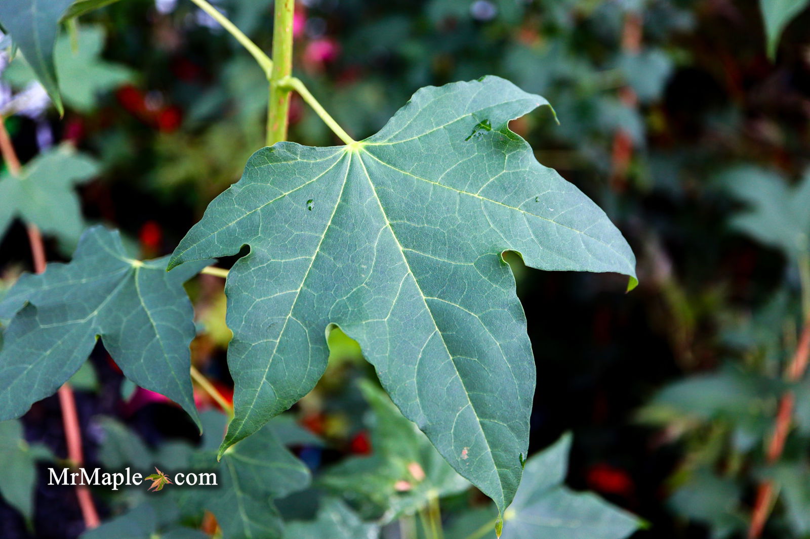 Buy Acer pictum ssp. mono Batwing Maple — Mr Maple │ Buy Japanese