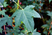 - Acer pictum ssp. mono Batwing Maple - Mr Maple │ Buy Japanese Maple Trees