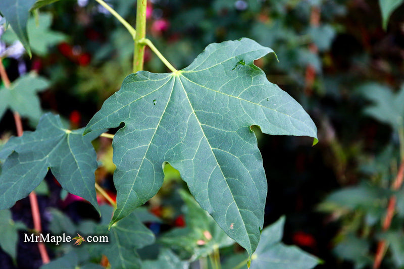 - Acer pictum ssp. mono Batwing Maple - Mr Maple │ Buy Japanese Maple Trees