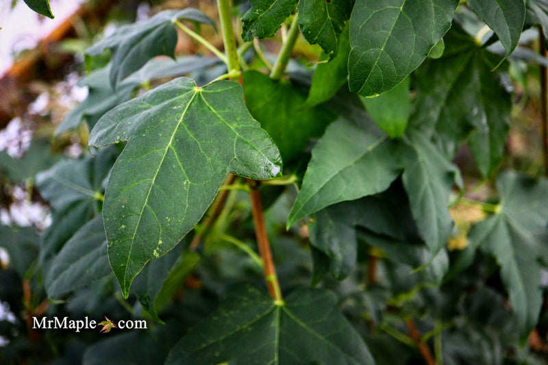 - Acer pictum ssp. mono Batwing Maple - Mr Maple │ Buy Japanese Maple Trees