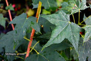 - Acer pictum ssp. mono Batwing Maple - Mr Maple │ Buy Japanese Maple Trees