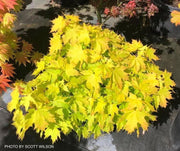- Acer platanoides 'Golden Globe' Golden Norway Maple - Mr Maple │ Buy Japanese Maple Trees