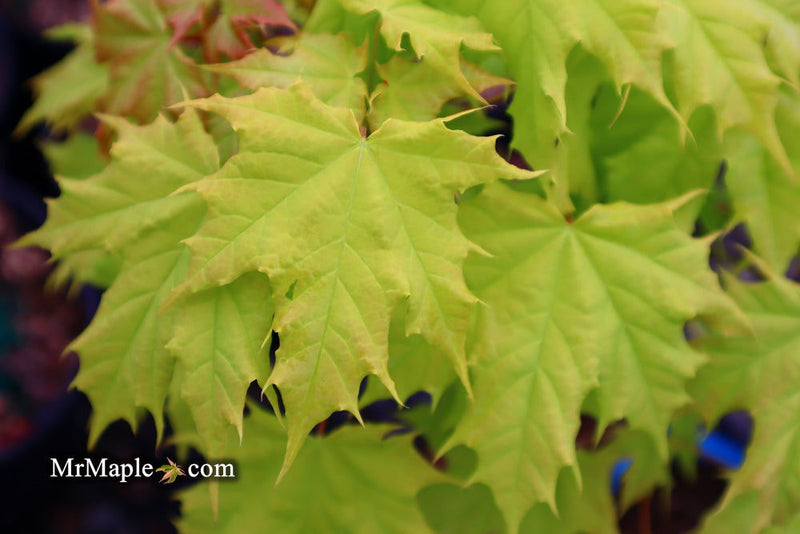 - Acer platanoides 'Golden Globe' Golden Norway Maple - Mr Maple │ Buy Japanese Maple Trees