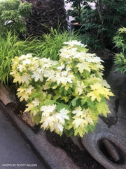 - Acer platanoides 'Golden Globe' Golden Norway Maple - Mr Maple │ Buy Japanese Maple Trees
