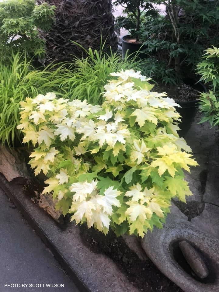 - Acer platanoides 'Golden Globe' Golden Norway Maple - Mr Maple │ Buy Japanese Maple Trees