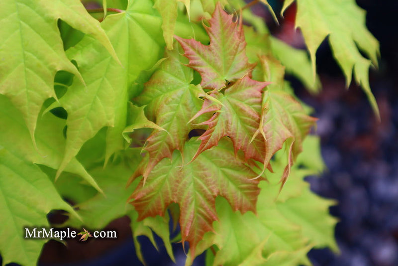 - Acer platanoides 'Golden Globe' Golden Norway Maple - Mr Maple │ Buy Japanese Maple Trees