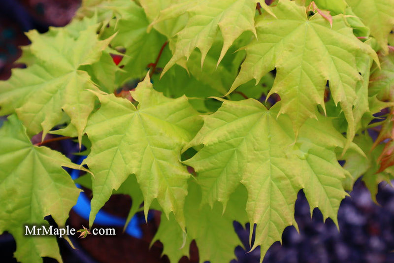 - Acer platanoides 'Golden Globe' Golden Norway Maple - Mr Maple │ Buy Japanese Maple Trees