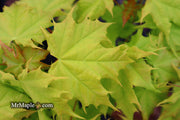 - Acer platanoides 'Golden Globe' Golden Norway Maple - Mr Maple │ Buy Japanese Maple Trees