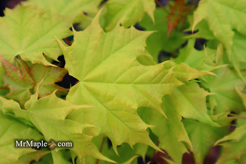 - Acer platanoides 'Golden Globe' Golden Norway Maple - Mr Maple │ Buy Japanese Maple Trees
