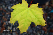 - Acer platanoides 'Golden Globe' Golden Norway Maple - Mr Maple │ Buy Japanese Maple Trees
