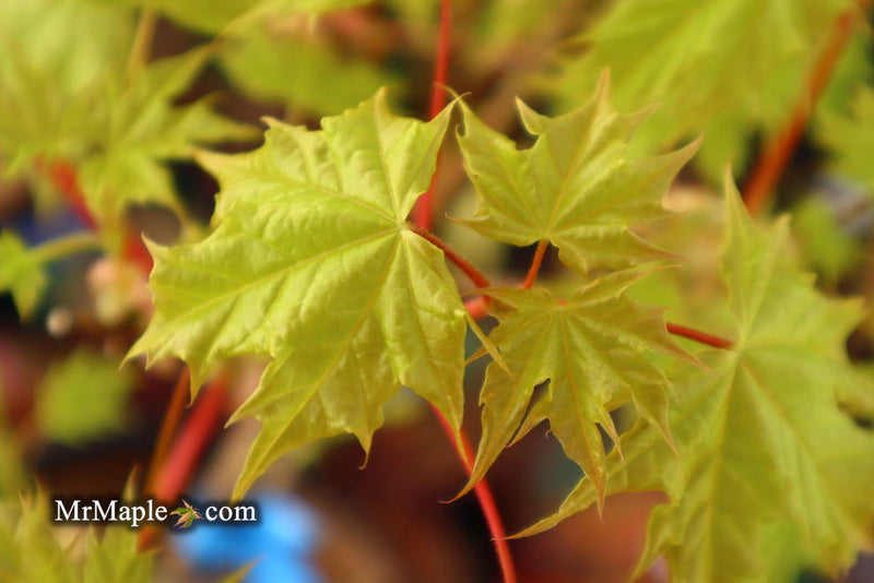 - Acer platanoides 'Golden Globe' Golden Norway Maple - Mr Maple │ Buy Japanese Maple Trees