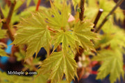 - Acer platanoides 'Golden Globe' Golden Norway Maple - Mr Maple │ Buy Japanese Maple Trees