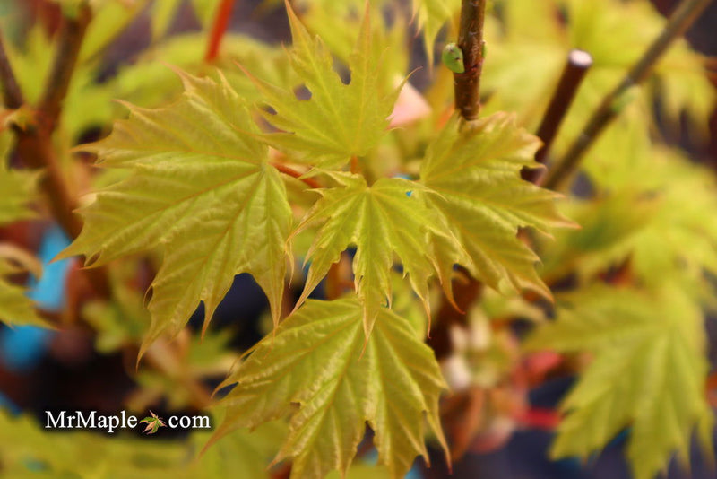 - Acer platanoides 'Golden Globe' Golden Norway Maple - Mr Maple │ Buy Japanese Maple Trees