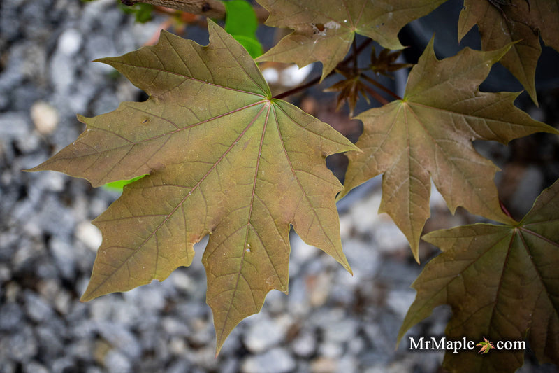 - Acer platanoides 'Plum DenCity' Norway Maple - Mr Maple │ Buy Japanese Maple Trees