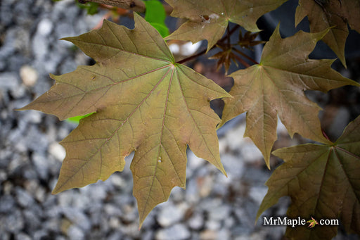 - Acer platanoides 'Plum DenCity' Norway Maple - Mr Maple │ Buy Japanese Maple Trees