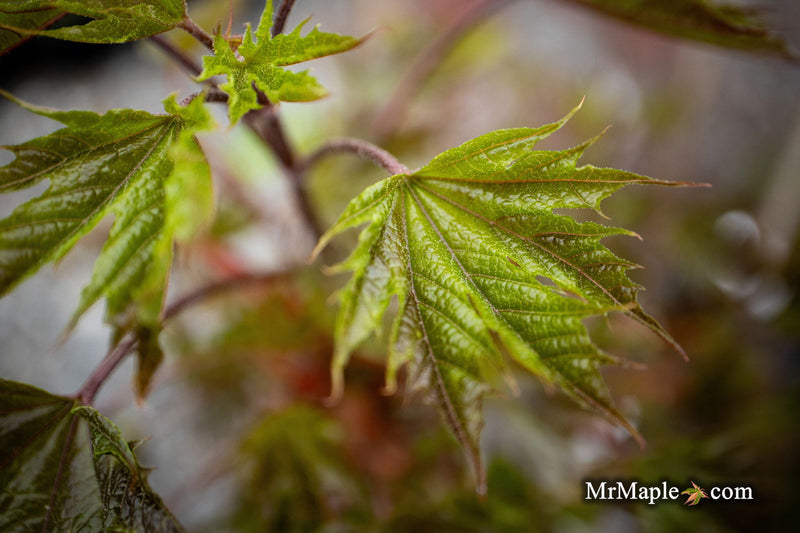 - Acer platanoides 'Plum DenCity' Norway Maple - Mr Maple │ Buy Japanese Maple Trees