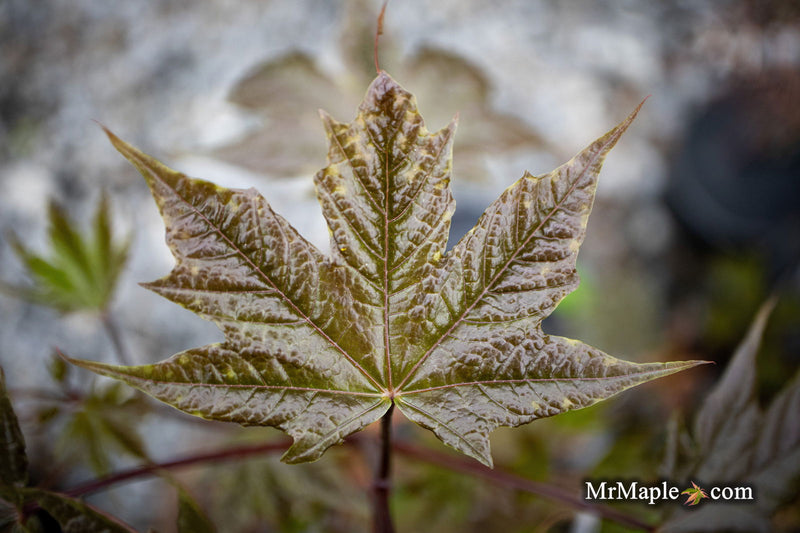 - Acer platanoides 'Plum DenCity' Norway Maple - Mr Maple │ Buy Japanese Maple Trees