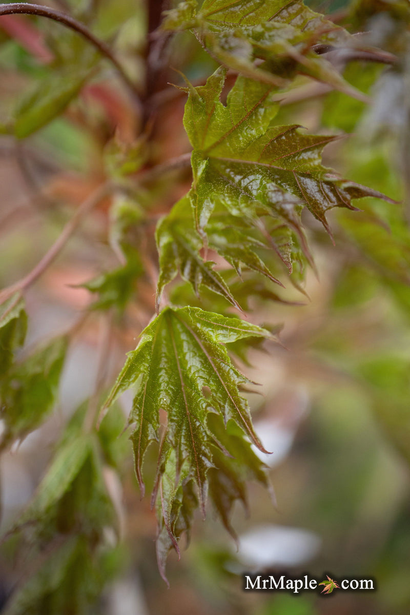 Buy Acer platanoides 'Holata' Norway Maple — Mr Maple │ Buy Japanese ...