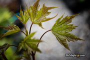 - Acer platanoides 'Plum DenCity' Norway Maple - Mr Maple │ Buy Japanese Maple Trees
