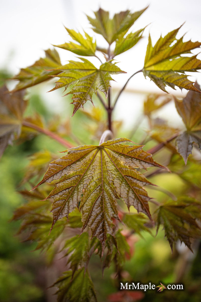 - Acer platanoides 'Plum DenCity' Norway Maple - Mr Maple │ Buy Japanese Maple Trees